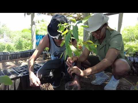 Give a Community Nursery to Oakland * Da un Vivero Comunitario a Oakland