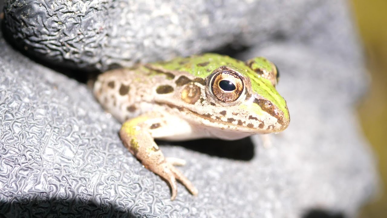 カエルを食べようとした結果…