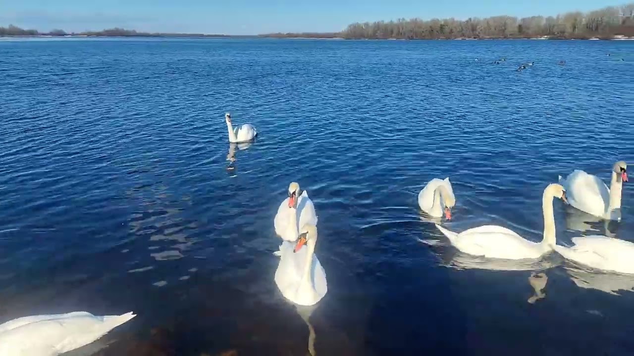 Лебединый релакс ..в парке Наталка...2.03.2026 г 