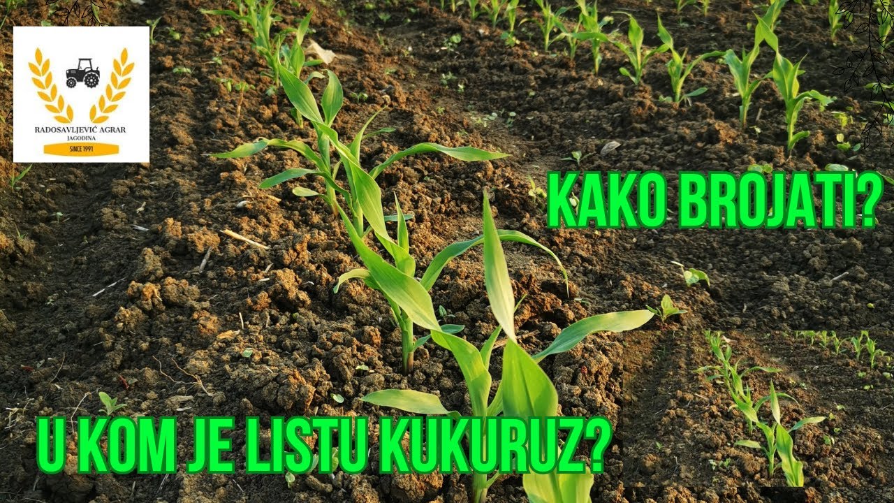 U kom je listu kukuruz? | Kako brojati?