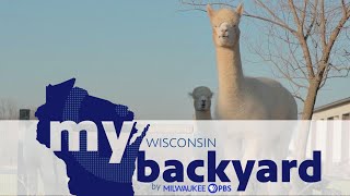My Wisconsin Backyard | Web Series | Alpacas