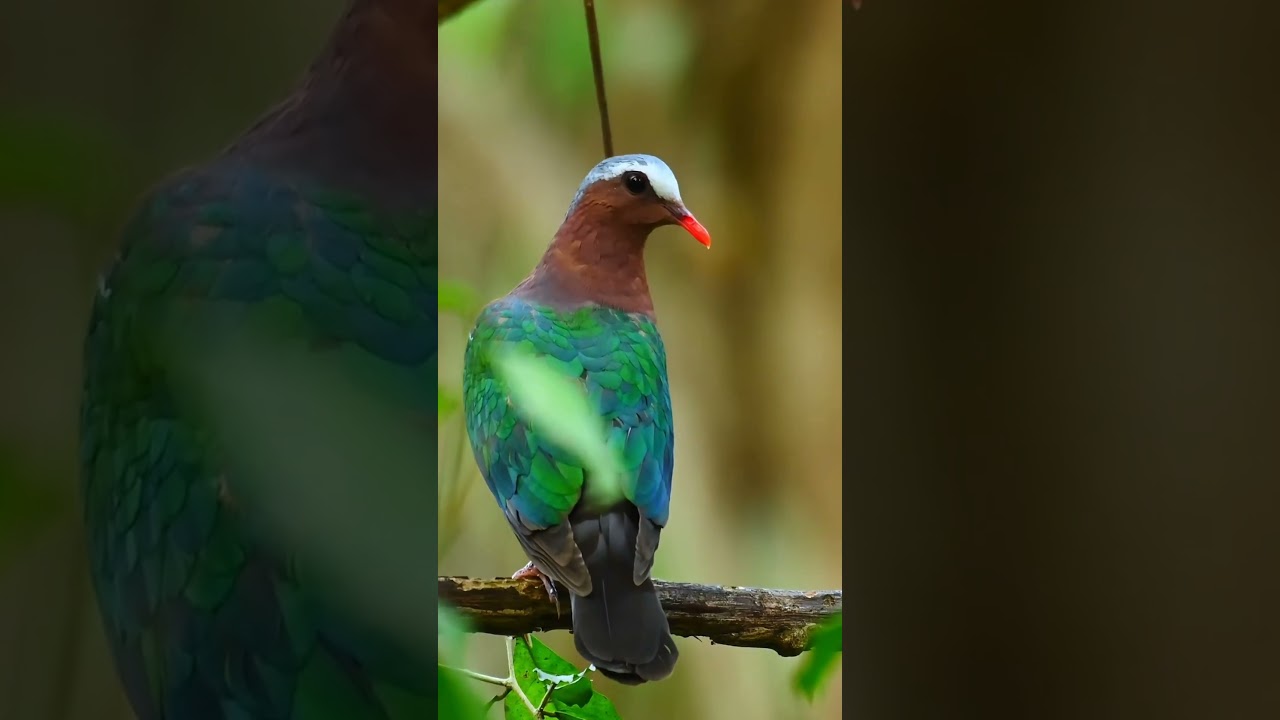 💚 Common emerald dove ♥️