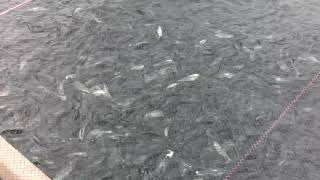 Feeding Bangus in Fishcage