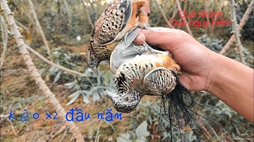 Kèo bẫy cút rừng xiên đôi đầu năm 2022 || Sài Tiến Vlog.