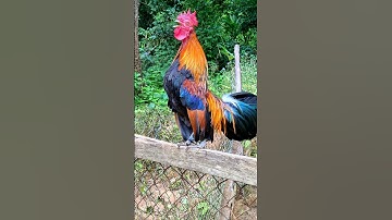 #chicken 😱🥰Gà rừng gáy HAY  Nhất 2025 #garung