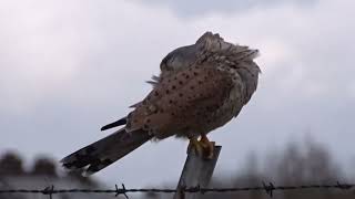 Common Kestrel Torenvalk Katwijk The Netherlands Luuk Punt 260228 1