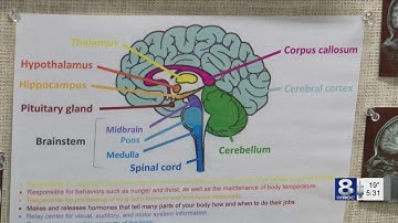 UR study on brain waves may allow doctors to diagnose autism earlier