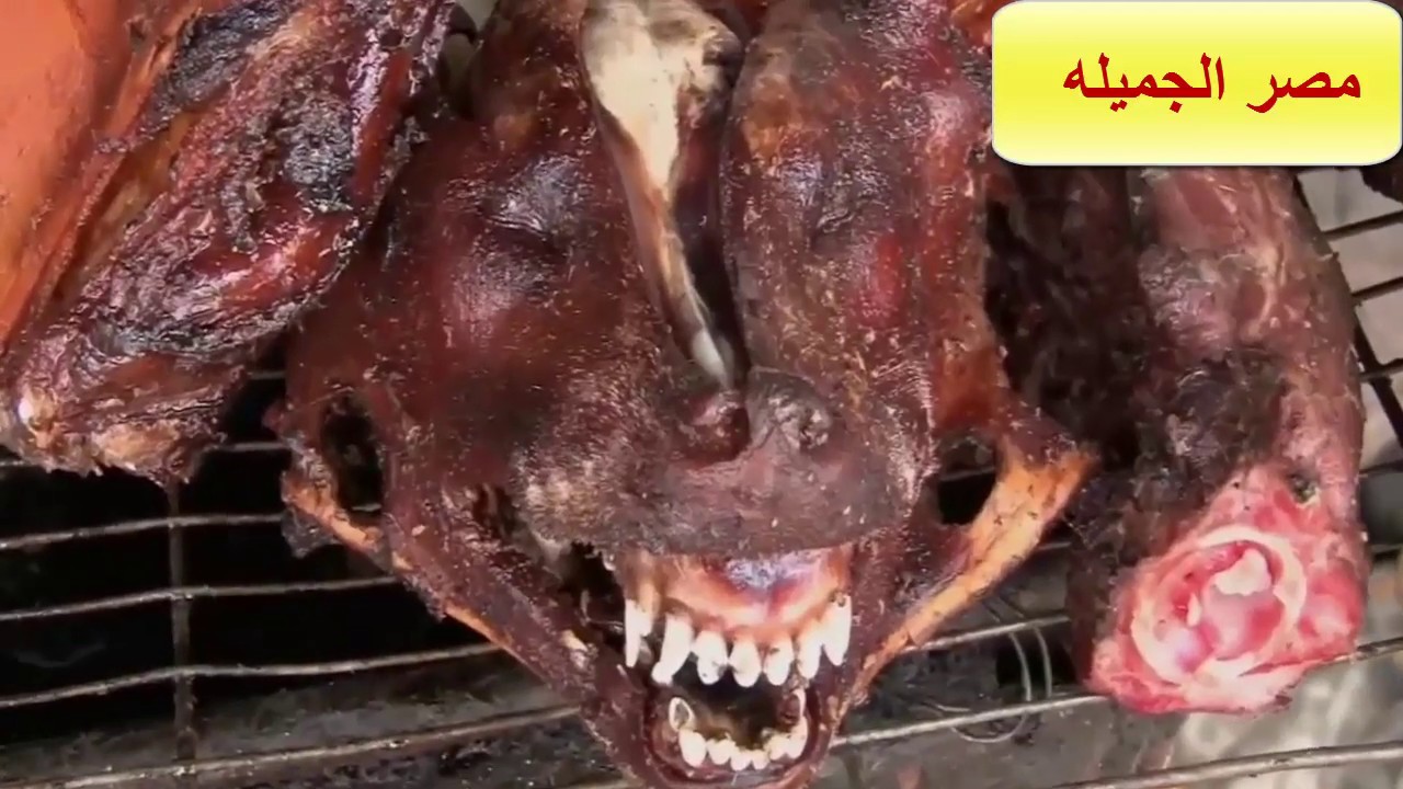 الكلاب احلى اكل فى كمبوديا the dogs are the best for eat in Cambodia