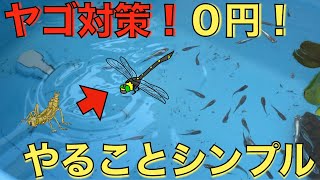 ヤゴ対策０円 実は普段やっているアレだけで対策出来ています 今年ヤゴ被害あった方は来年の対策案としてどうぞ Youtube
