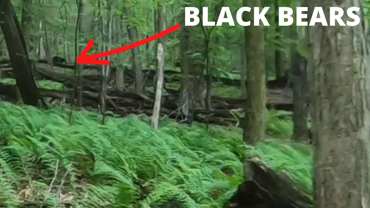 BLACK BEARS ON TRAIL / black bear encounter while hiking / Cunningham