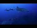 Scuba Diving The Revillagigedo Islands (Socorro) in Mexico, December - Quino El Guardian