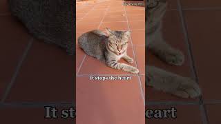 If you're scared of pet euthanasia, here's what actually happens #shorts