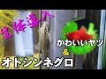 【生体導入】コケ取り名人！オトシンネグロ と かわいいヤツ