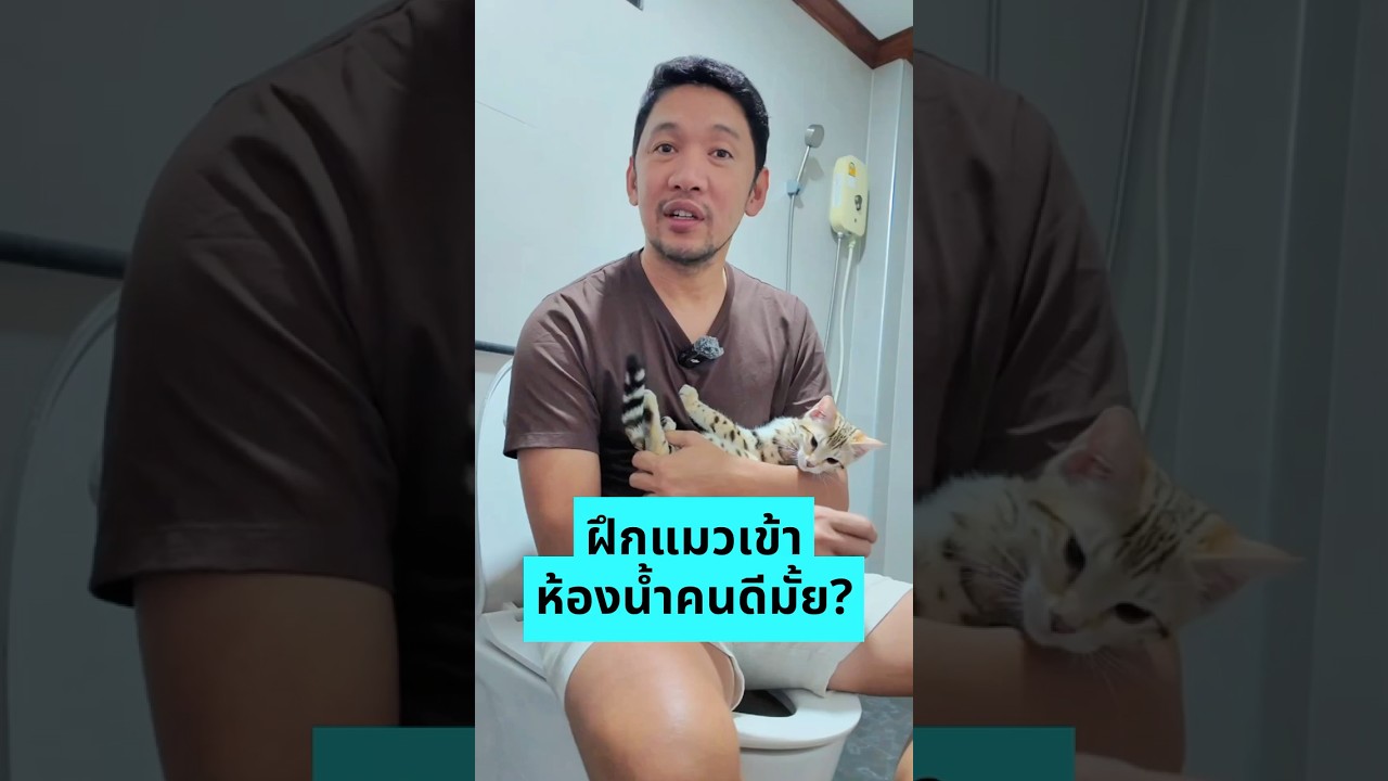 ฝึกแมวเข้าห้องน้ำคนดีมั้ย | Should we train cat to use human toilet? 🚽 