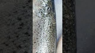 how to tell if salmon is fresh #shorts #salmon