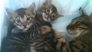 Наши котята тойгеры Наши котята тойгеры