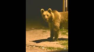 Karsta Boz Ayılar Çöplüklerde Yiyecek Ararken Kameraya Yansıdı