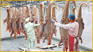 Crocodile Farm 🐊 How Farmers Make Millions From Crocodile Meat Processing | Processing Factory