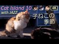 【猫×ジャズ 10th】癒しの猫島 子猫の季節 子猫たっぷり猫歩き2.5時間 Cat Island in JAPAN with JAZZ. Japan’s paradise cat island
