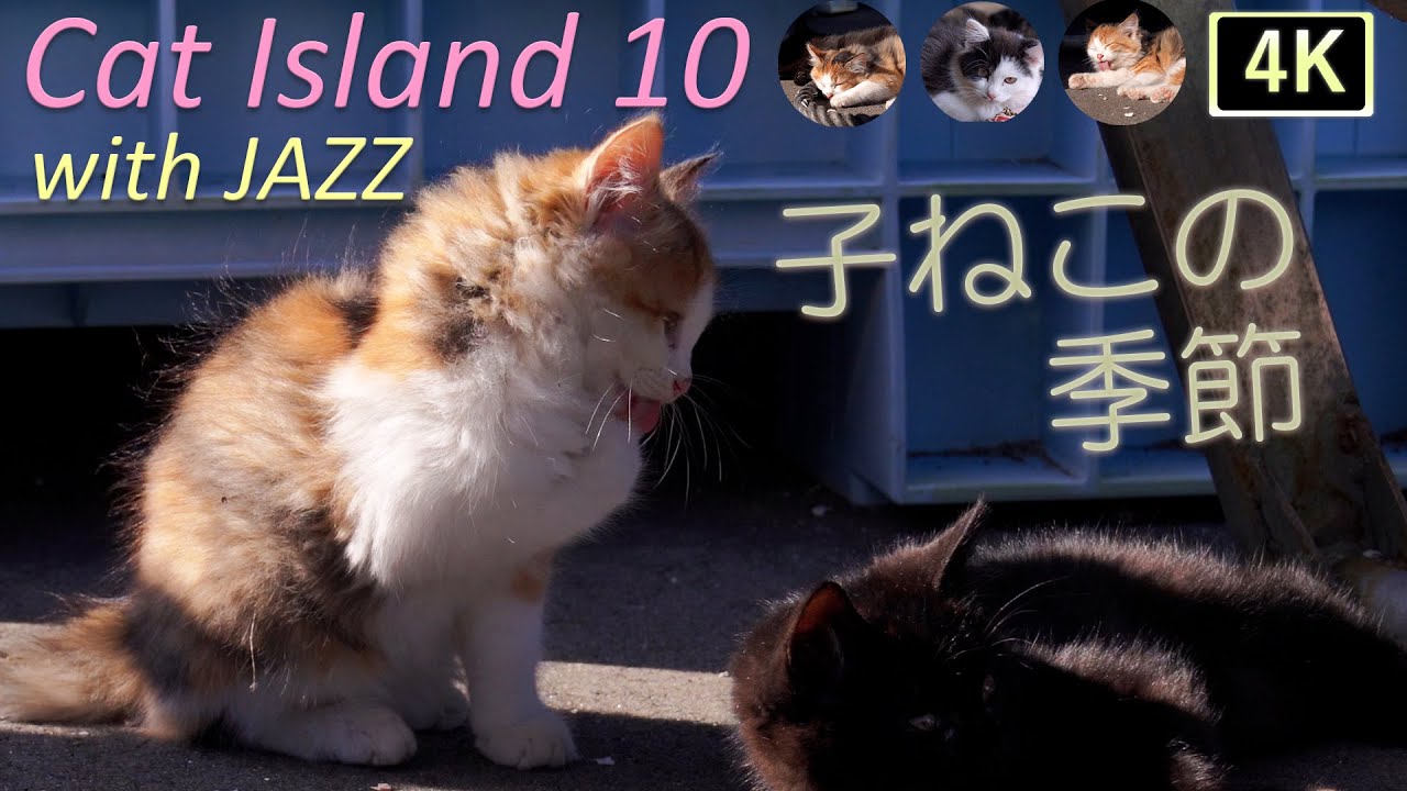 【猫×ジャズ 10th】癒しの猫島 子猫の季節 子猫たっぷり猫歩き2.5時間 Cat Island in JAPAN  with JAZZ. Japan’s paradise cat island