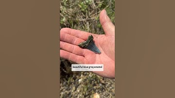 Check out this stunning tooth from MEGALODON’S ANCESTOR! 🦈😱  #fossils #sharkteeth