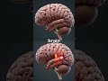 Brain Drain: The Hidden Risks of Diet Soda