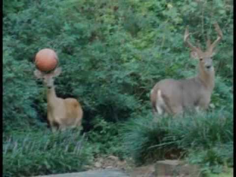 Deer With Ball Stuck In Antlers - YouTube