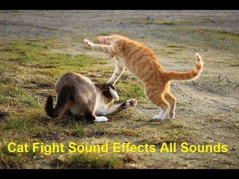 cat-fight-sound-effects-all-sounds