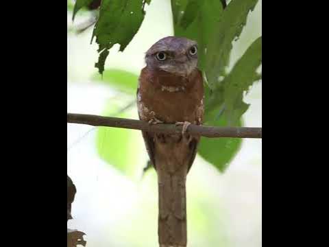 Цейлонский лягушкорот - YouTube