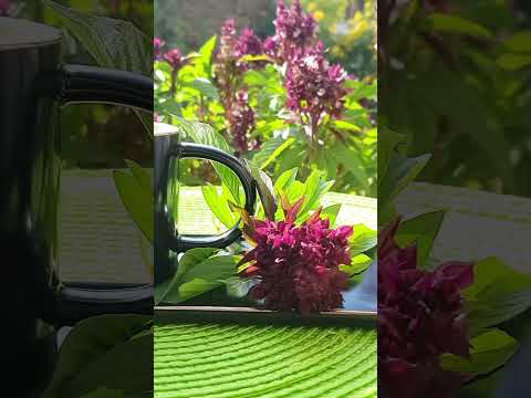 من عذابي طروب