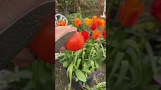 Satisfying tomato cutting video🍅 #cuttinggarden #cuttingfruit #cuttingskills