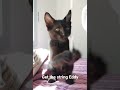 Eddy loves to play