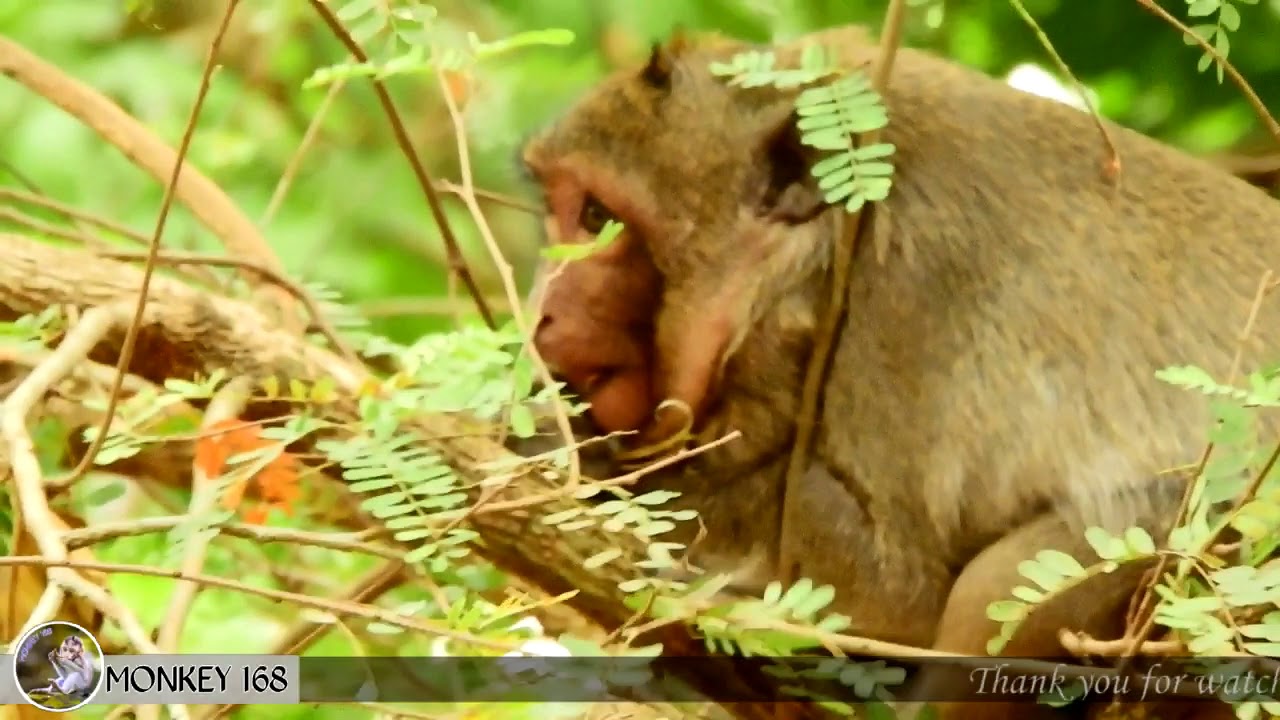 newborn monkey pet After Sweet pea Match Jake Sweet pea go to The top tree stay Alone And Cry Call mom,