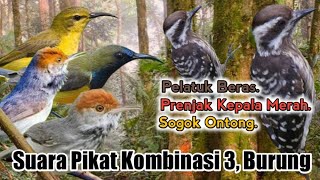 Suara Pikat Burung Pelatuk Beras. Prenjak Kepala Merah. Sogok Ontong. PALING TOP..