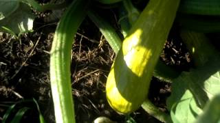 Black Beauty Zucchini Turning Yellow