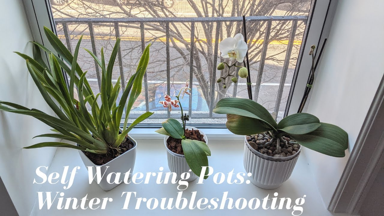 Self Watering Pots in Winter | Troubleshooting & Fixing Mold Issues & Adapting Pots for Cold Weather