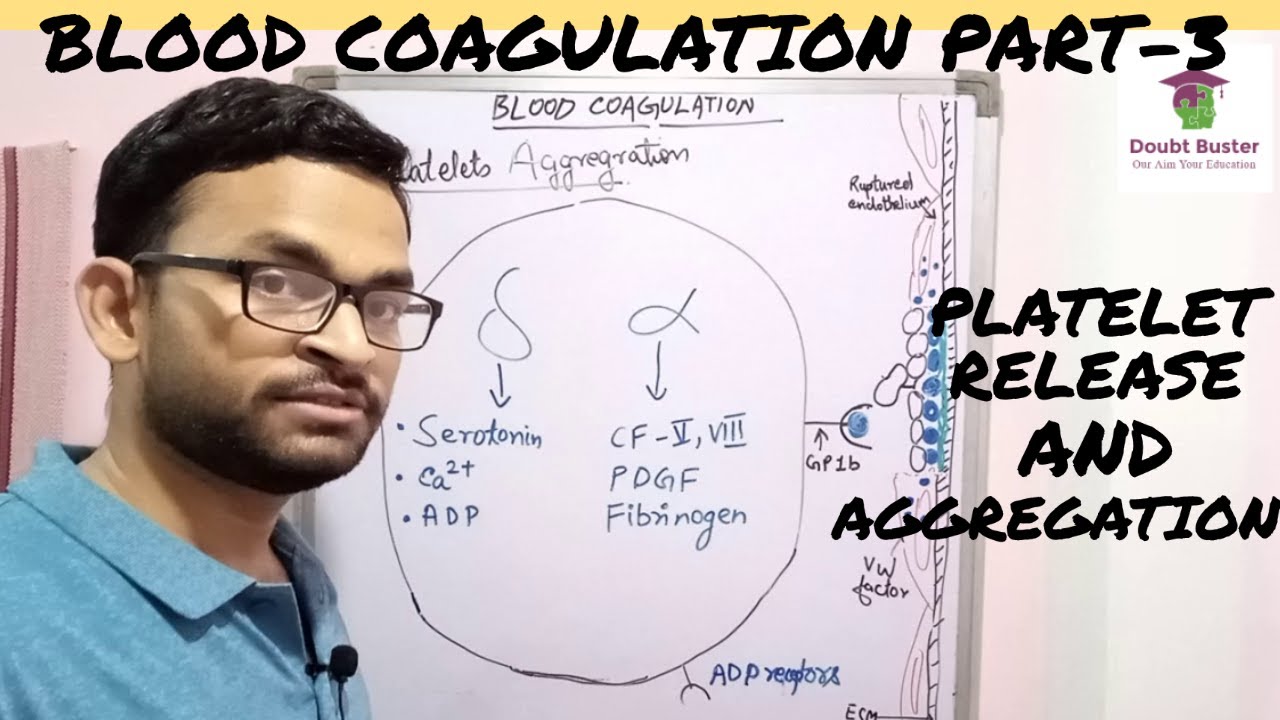 BLOOD COAGULATION PART3/5 PLATELET RELEASE AND AGGREGATION ROLE OF