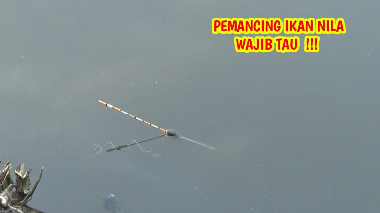 PEMANCING IKAN NILA WAJIB TAU TEKNIK INI‼️TEKNIK ANTI IKAN KECIL #fishing #mancinglobangikannila
