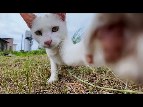 草むらで見かけた白猫ちゃんがかわいすぎた