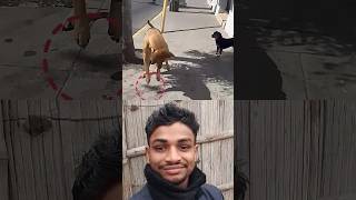 Dog Attacks a Shadow... Cat Attacks for Real🦅