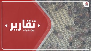 حجة .. خسارة النحالين موسم عسل السدر لعدم قدرتهم على التنقل