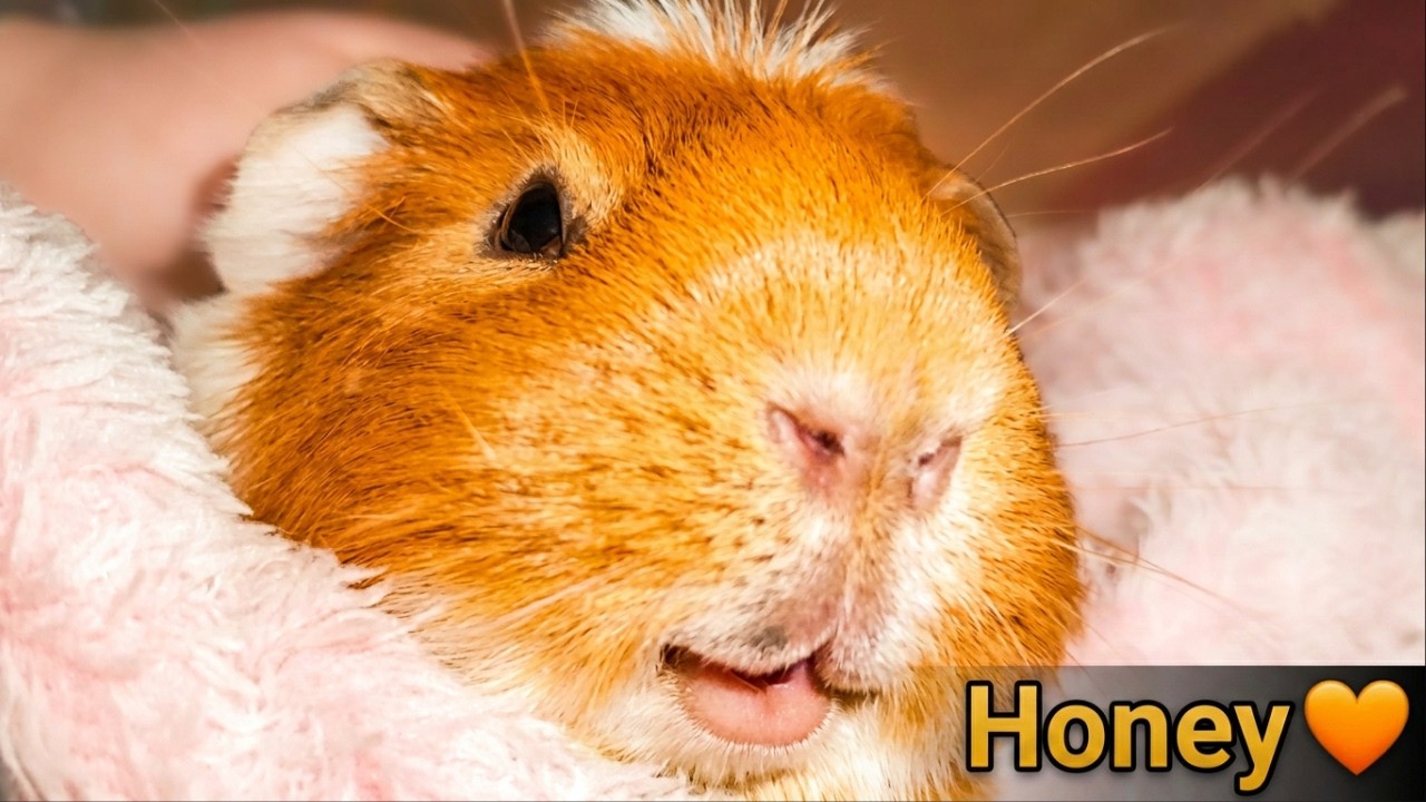 This Is What Guinea Pigs Are Really Like