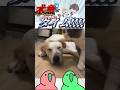 【ポクポク…】笑わずにはいられないバズりツイート集！ Part 50