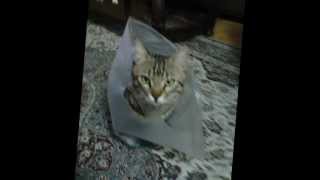 Göksel - Bi Kedim Var