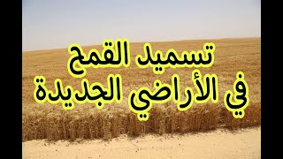 تسميد القمح في الأراضي الجديدة (برنامج مثلي لزيادة الإنتاجية)