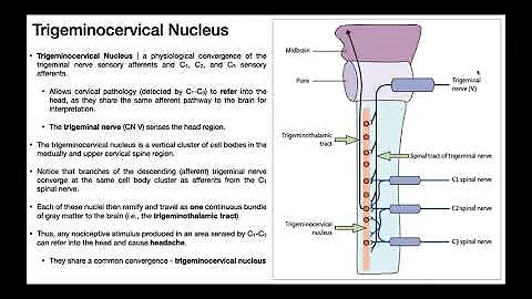 The Trigeminocervical Nucleus EXPLAINED!