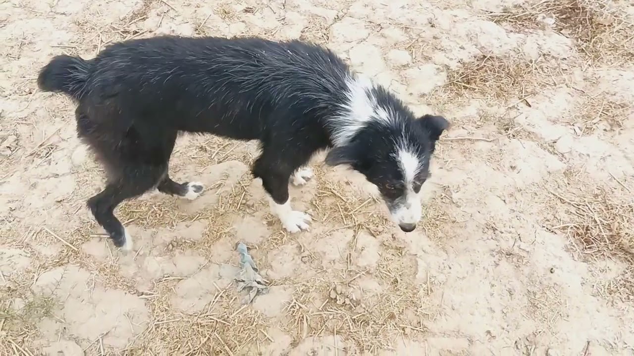The Kind Farm Dog and Winter Adventures 🐾❄️ | Subscribe for Heartwarming Stories! 🐶❤️