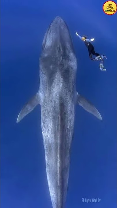 Animation Images Whale, Big animals, Blue whale