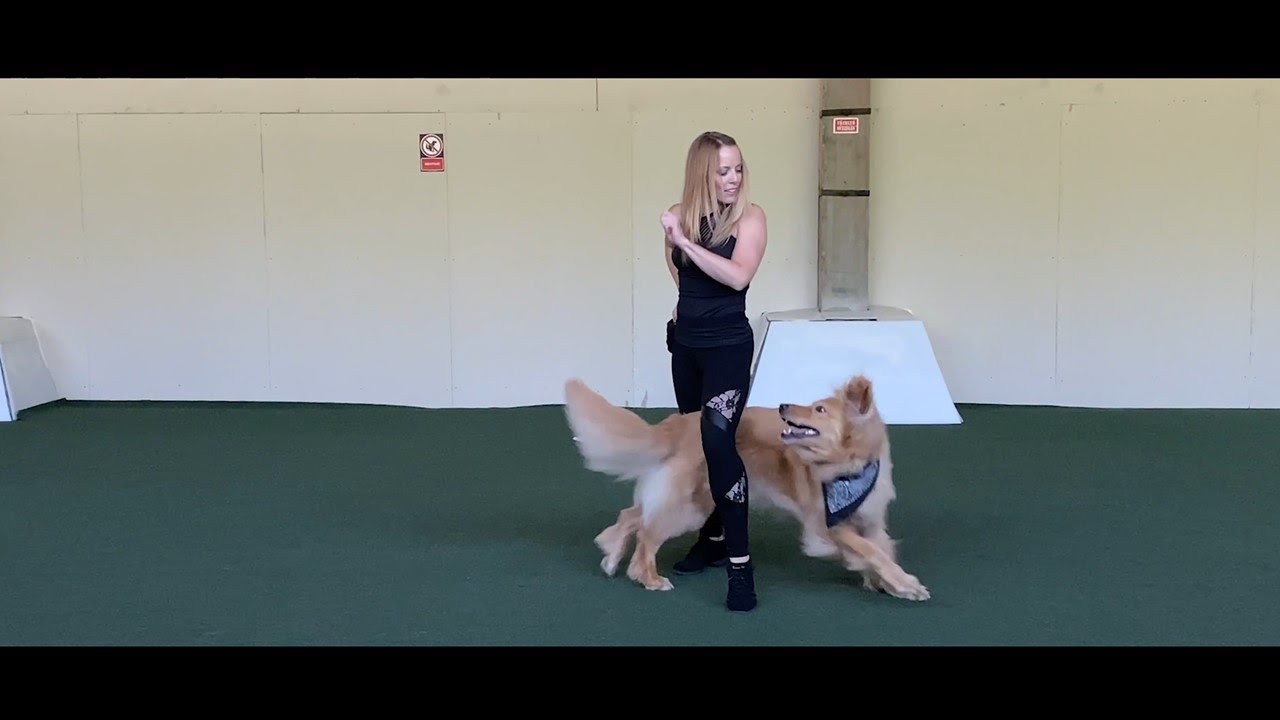 It's My Life - New Dog Dancing Routine of Indy the Hovawart