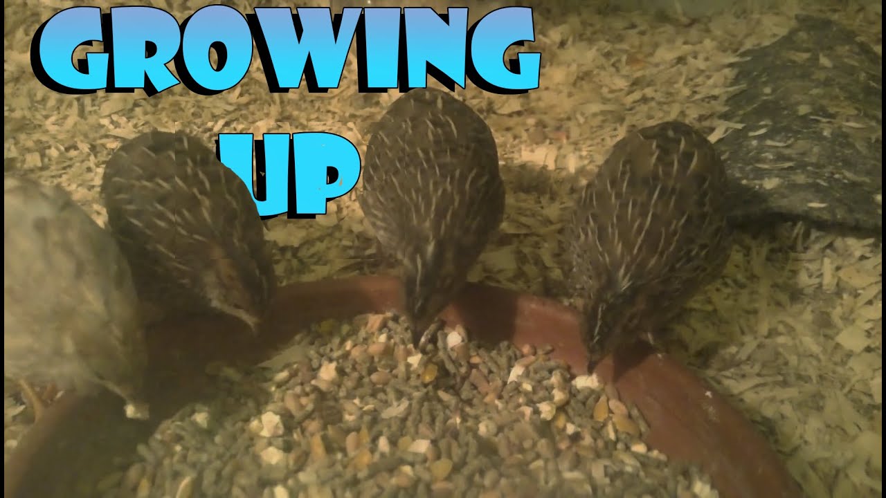 Baby Quails (Button/King quail), Growing Up YouTube